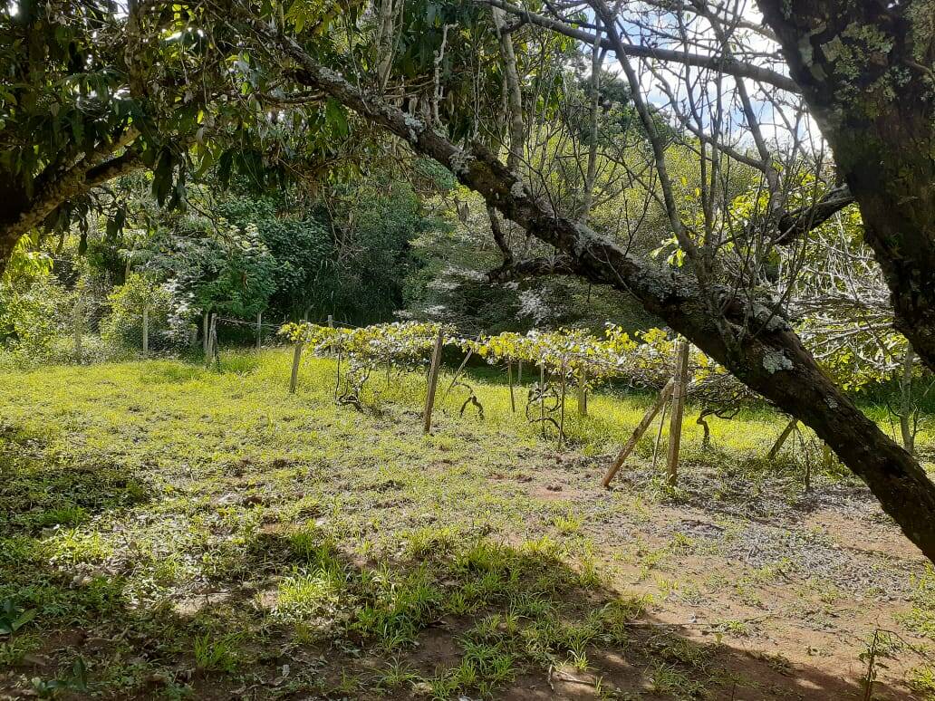 Fazenda à venda com 5 quartos, 12500m² - Foto 21